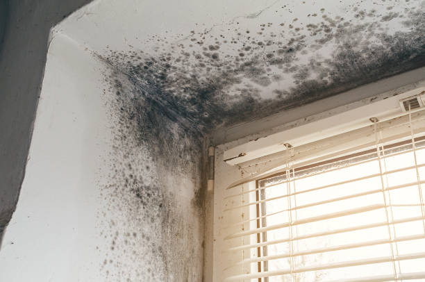 Trusted Black Mold Removal service in Rebersburg, PA - Cheap Mold Removal